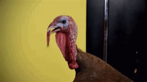 Turkey Neck GIFs | Tenor