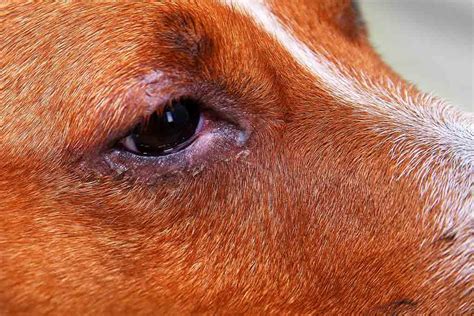 How Can I Treat My Dogs Conjunctivitis At Home