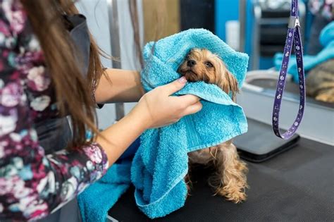 6 Ways To Prevent A Dog Shivering - We're All About Pets