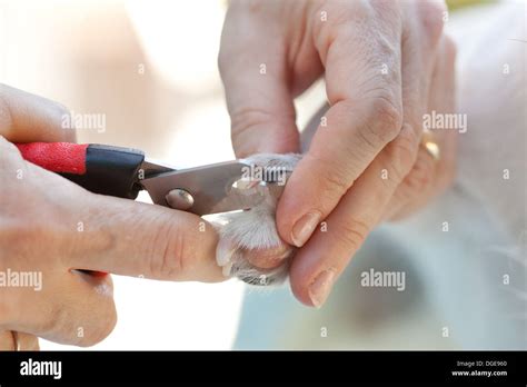 Shears for cutting the nails of the dog Stock Photo - Alamy