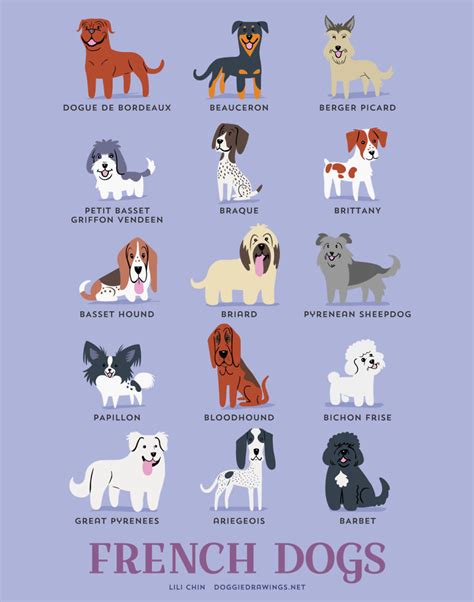 Browse Our List Of 192 Dog Breeds To Find The Perfect Dog Breed For You ...