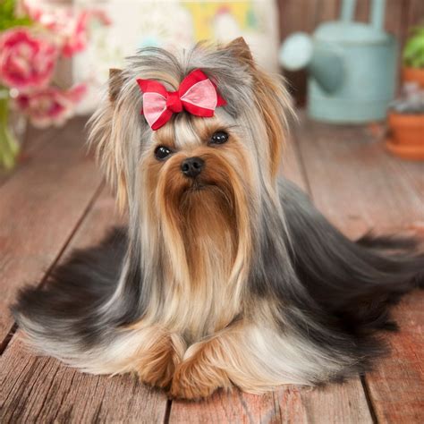 Curly Hair Small Dogs Online Offer, Save 70% | jlcatj.gob.mx