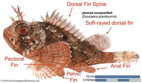 Scorpionfish Part Two - Scuba Shack Coz