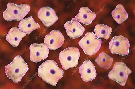 Squamous epithelium cells, illustration - Stock Image - F023/9669 ...