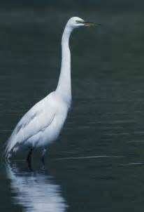 Free picture: great, white, egret, bird, casmerodius albus
