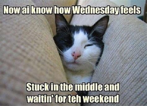 15 Funny Wednesday Memes to Make Your Hump Day a Little Better