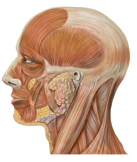 Lynch - Drawing Muscles of the head - no labels | AnatomyTOOL