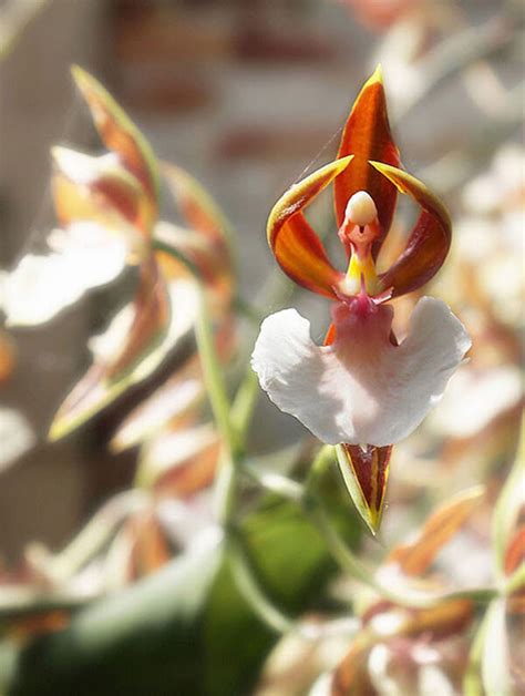 17 Weird Looking Orchids - Design Swan