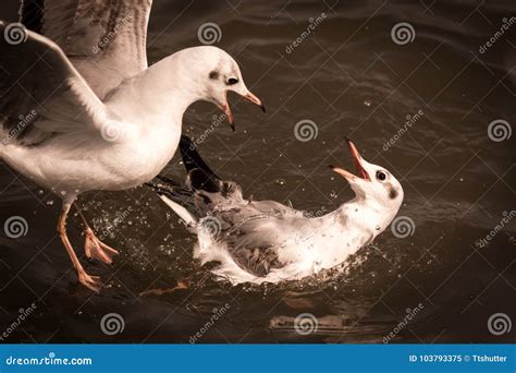 Gull fighting. stock image. Image of lake, biology, nature - 103793375