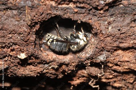 Bald faced hornet queen (Dolichovespula maculata) hibernating through the winter in a small ...