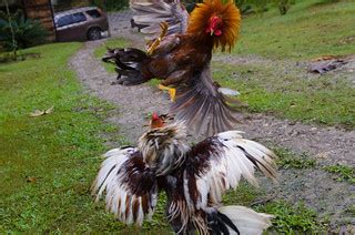 Rooster Fight | Roosters fighting. No animal was harmed. A q… | Flickr