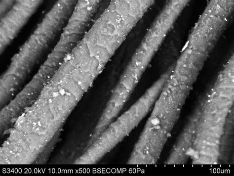 Scanning Electron Microscope image of an archaeological wool fibre from... | Download Scientific ...