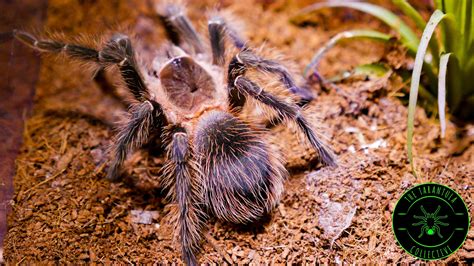 Salmon Pink Birdeater Tarantula (Lasiodora parahybana) Care — The ...