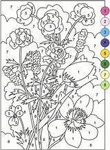 Adult Color By Number Books  AdultcoloringbookZ sketch template