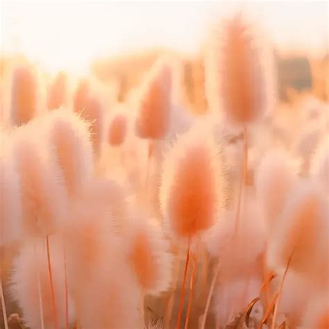 PANTONE® USA | What is Peach Fuzz?