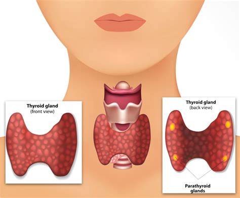 Parathyroid Disease and Surgery (Parathyroidectomy) - Otolaryngology ...