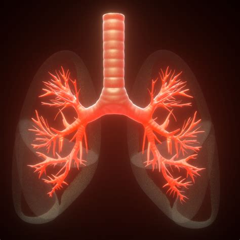 3D human lungs anatomy model - TurboSquid 1387510