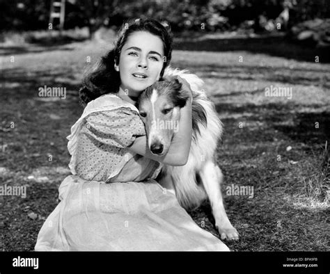 ELIZABETH TAYLOR, LASSIE, LASSIE COME HOME, 1943 Stock Photo - Alamy