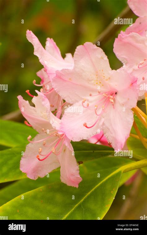 Pacific rhododendron (Rhododendron macrophyllum), Oregon Dunes National ...