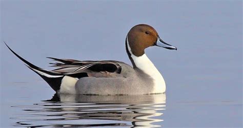 Northern Pintail photos and videos, All About Birds, Cornell Lab of Ornithology | Pintail duck ...