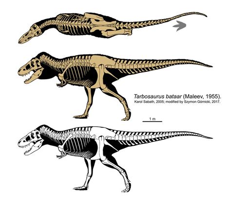 Tarbosaurus bataar skeleton (2017) by Szymoonio on DeviantArt