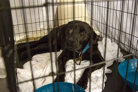 30 Heartbreaking Pictures Of Animals Affected By Harvey