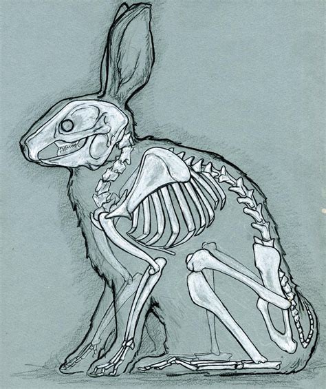 Rabbit anatomy by bigredsharks on DeviantArt Anatomy Sketches, Anatomy Art, Anatomy Drawing ...