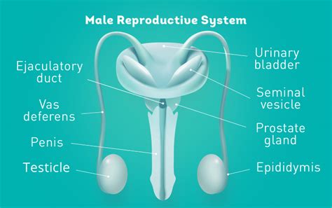 Repromed - Understanding your Fertility