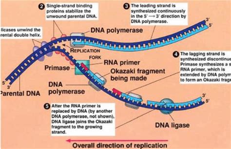 DNA Replication Process, Steps, Diagram, and Enzymes Involved