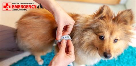 Diabetes in Dogs: How to Test for Diabetes in Dogs CA