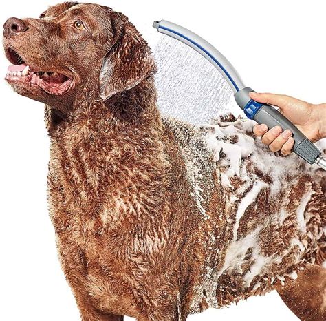 The Best Dog Shower Head: Reviewed and Ranked - A-Z Animals