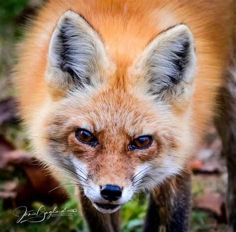 Arkansas Wildlife and Nature - Art On The Bricks