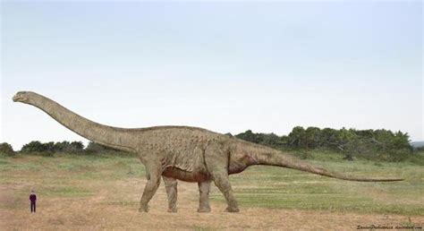 Argentinosaurus Pictures & Facts - The Dinosaur Database