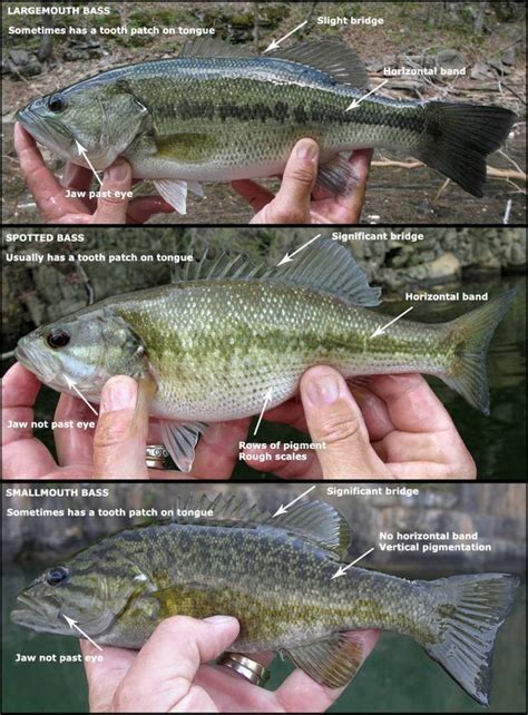 species identification - What kind of fish is this? Spotted or largemouth? - Biology Stack Exchange