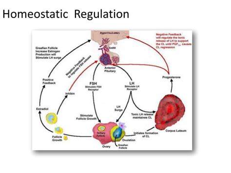 PPT - Homeostatic Regulation PowerPoint Presentation, free download ...