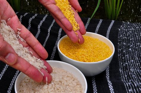 Golden Rice [IMAGE] | EurekAlert! Science News Releases