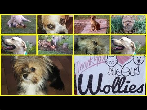 A visit @ wollies animal shelter - YouTube