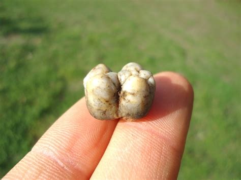 Choice Peccary Molar | Artiodactyl | FOSSILS | Prehistoric Florida