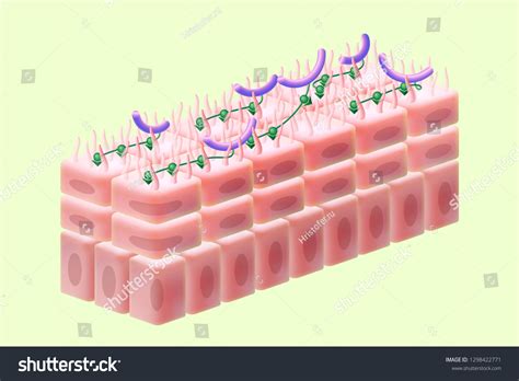 Structure Vaginal Skin Attachment Lactobacilli Epithelium 스톡 일러스트 1298422771 | Shutterstock