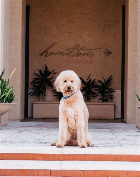 The 29 Best Pet-Friendly Hotels in the U.S. – PureWow