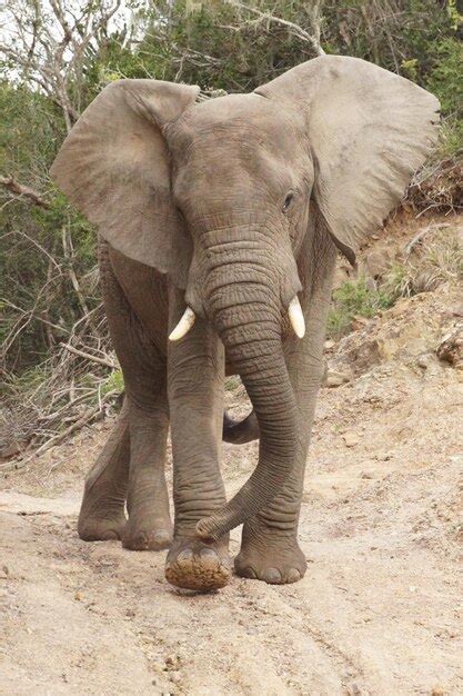 Premium Photo | Elephant in south africa