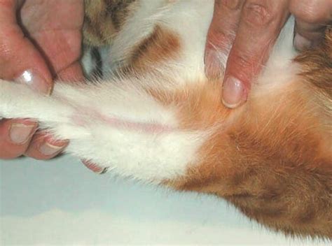 miliary dermatitis cat uk - Kassandra Gerard