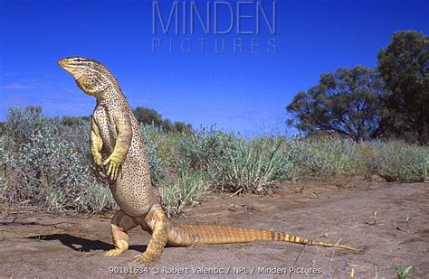 Minden Pictures stock photos - Sand goanna standing threat display ...