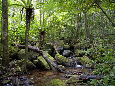 File:Lowland rainforest, Masoala National Park, Madagascar.jpg - Wikimedia Commons