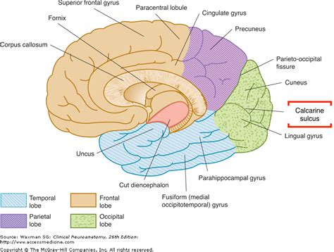 Radiological Anatomy: Calcarine Sulcus - Stepwards