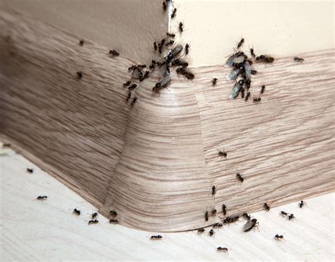 How To Get Rid Of Ants Overnight - Honor Services