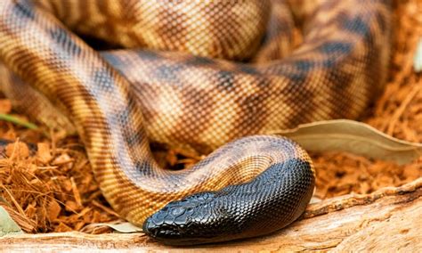 Black-headed python Animal Facts | A. melanocephalus - Wiki Point