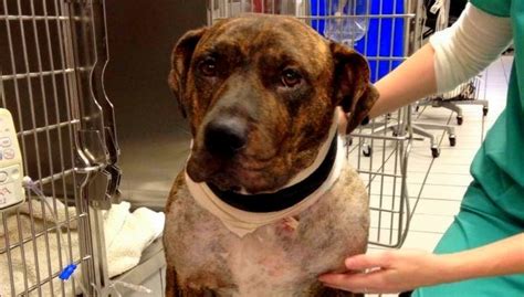 Pit Bull Sacrifices Self to Save Owner from Attacker - LIFE WITH DOGS