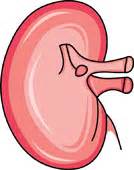 Kidney Hits: 849. Size: 44 Kb | Clipart Panda - Free Clipart Images