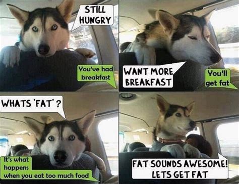 17 Funny Memes with Husky - PetTime